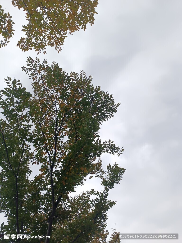 阴天中的挺拔绿树