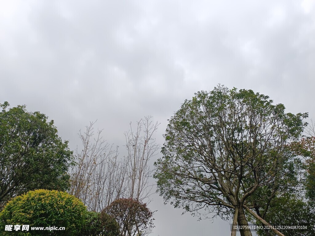 阴天中的绿植景观