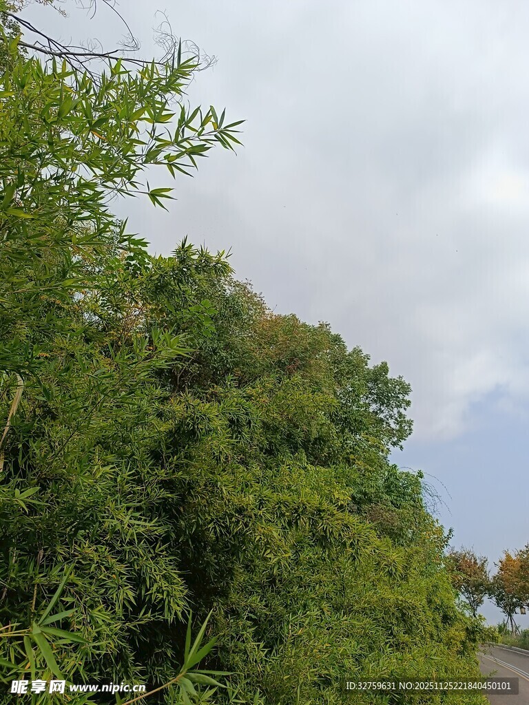 绿意盎然的树林景色