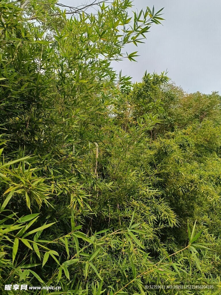 茂密绿意盎然的竹林景观