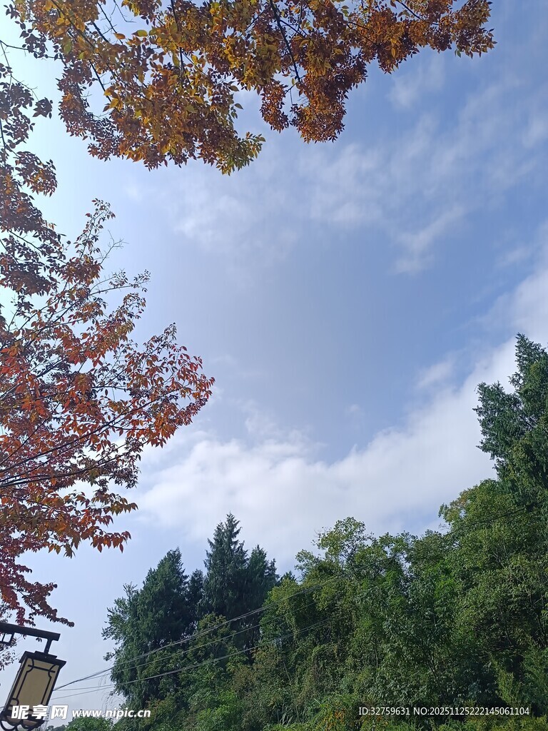 秋日树梢与蓝天白云