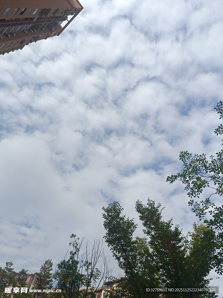 蓝天白云下的绿树景致