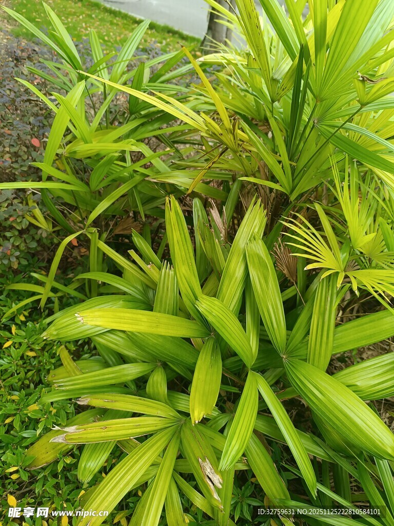 翠绿生机的热带植物叶片