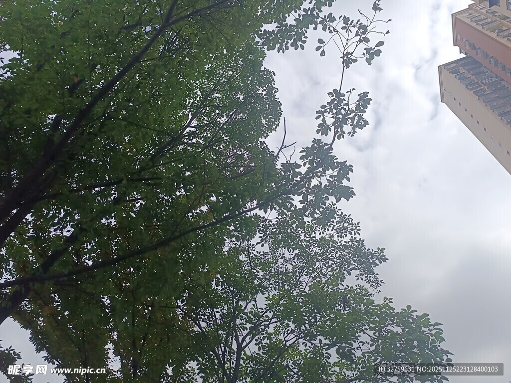 仰视绿树与高楼