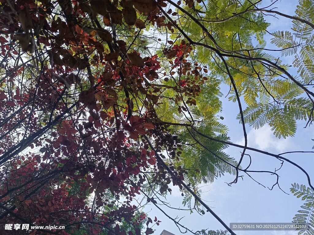 仰视多彩枝叶