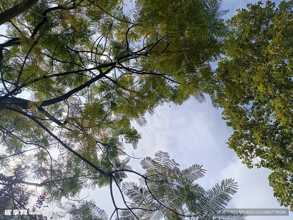 仰视葱郁树冠与蓝天