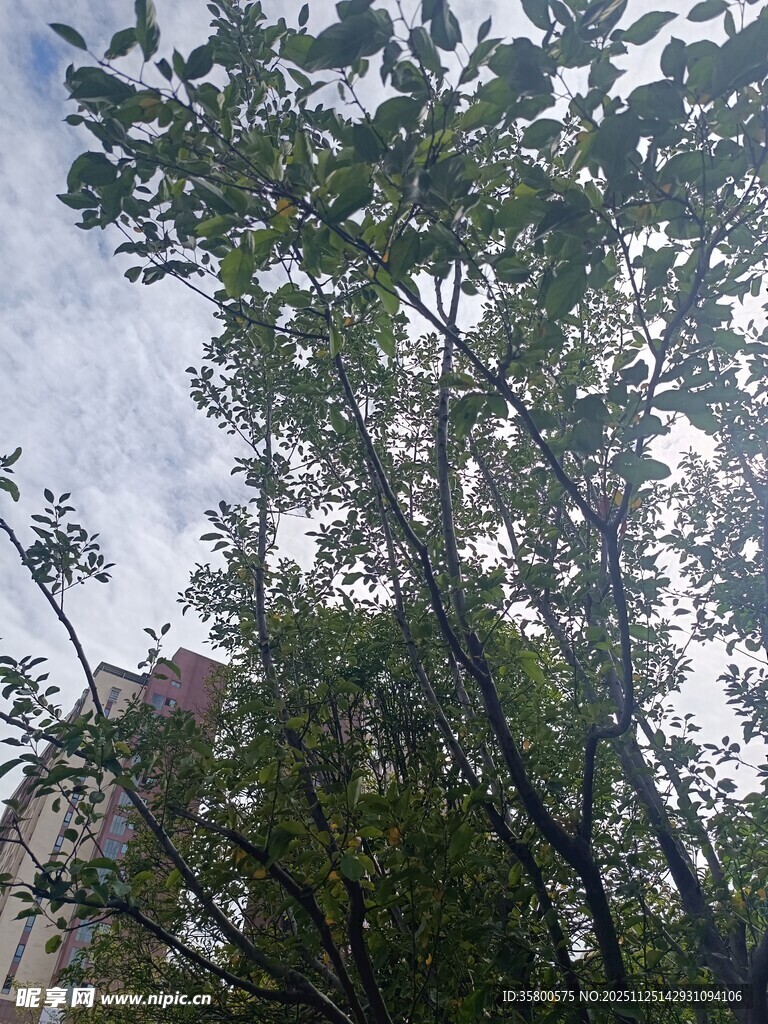 仰视视角下的繁茂绿树