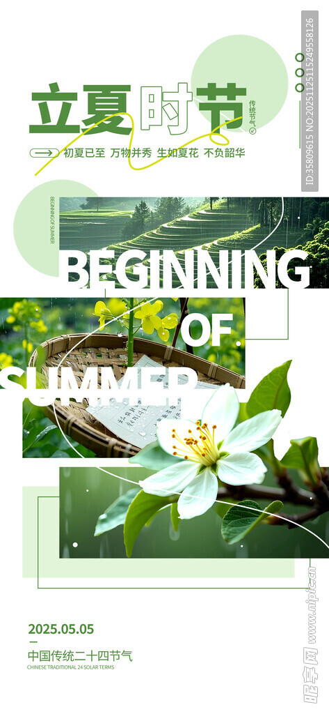 立夏时节绽放的白色花朵