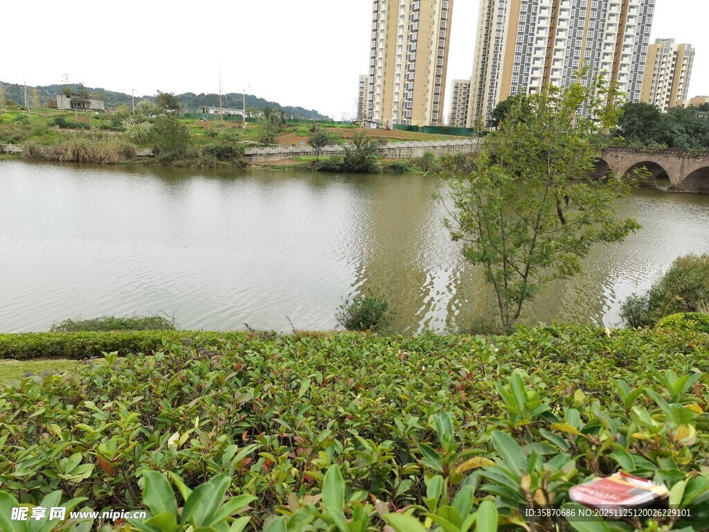 湖畔绿植与高楼景观