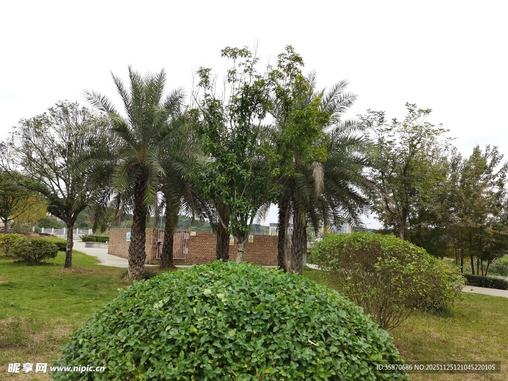 公园绿意盎然的植物景观