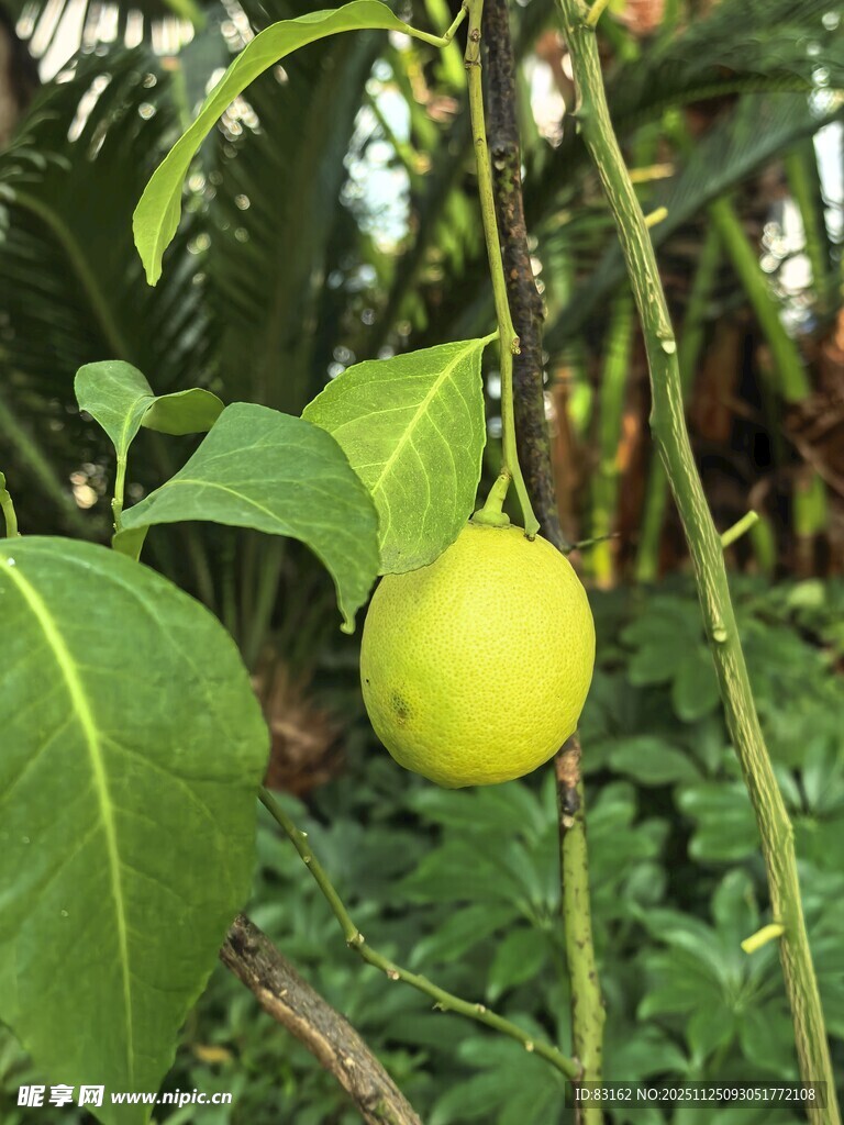 枝头挂着的青嫩柠檬