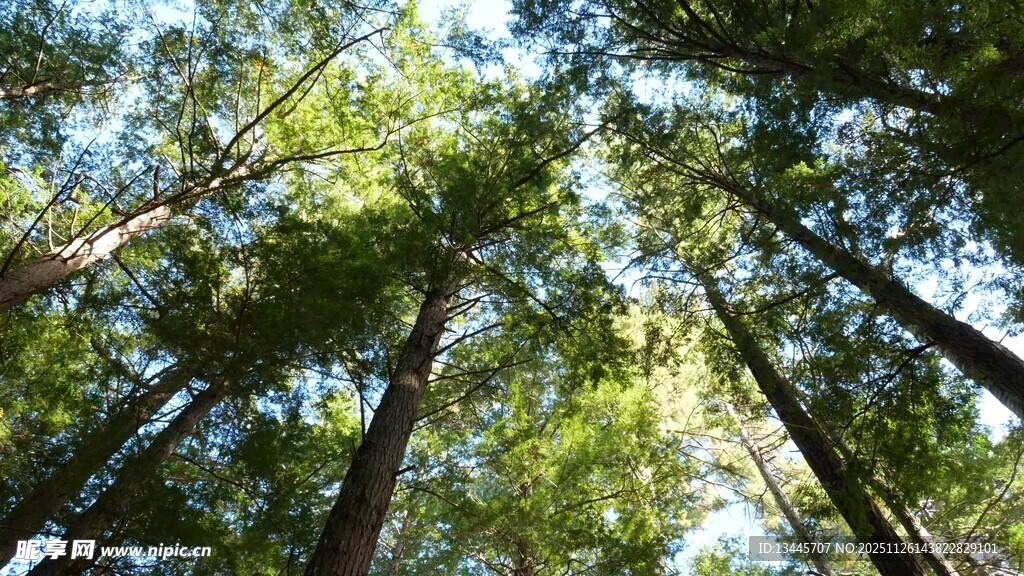 仰望茂密森林树冠