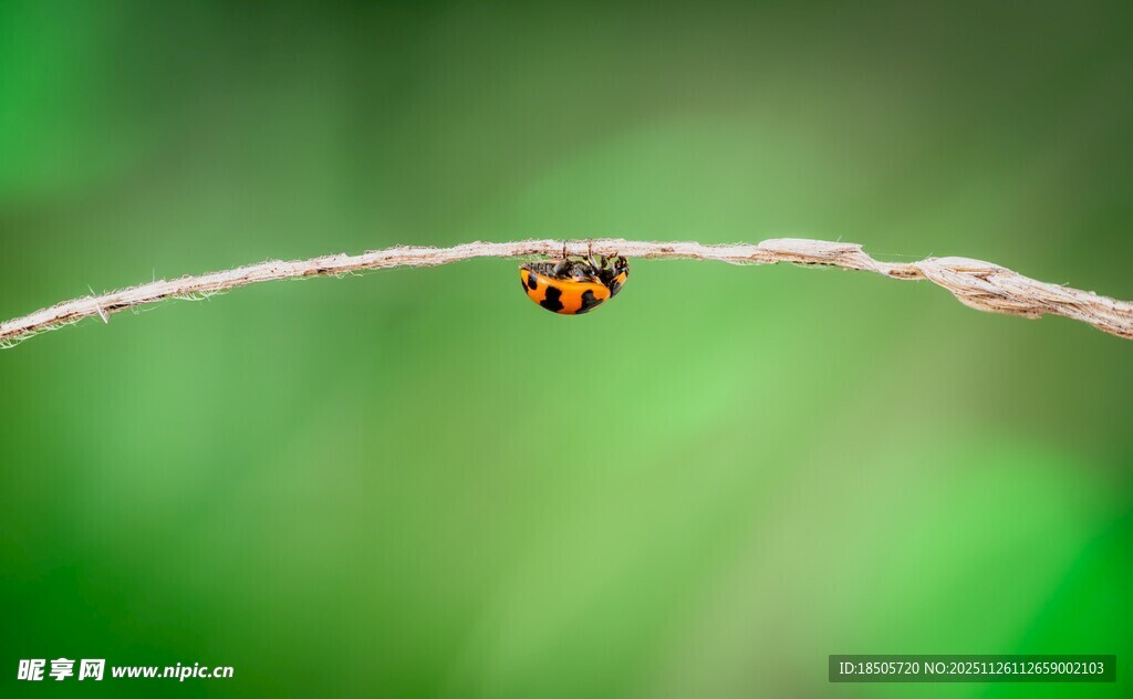 瓢虫栖息于纤细植物茎上