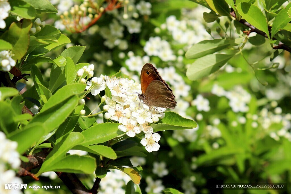 花丛中停歇的美丽蝴蝶