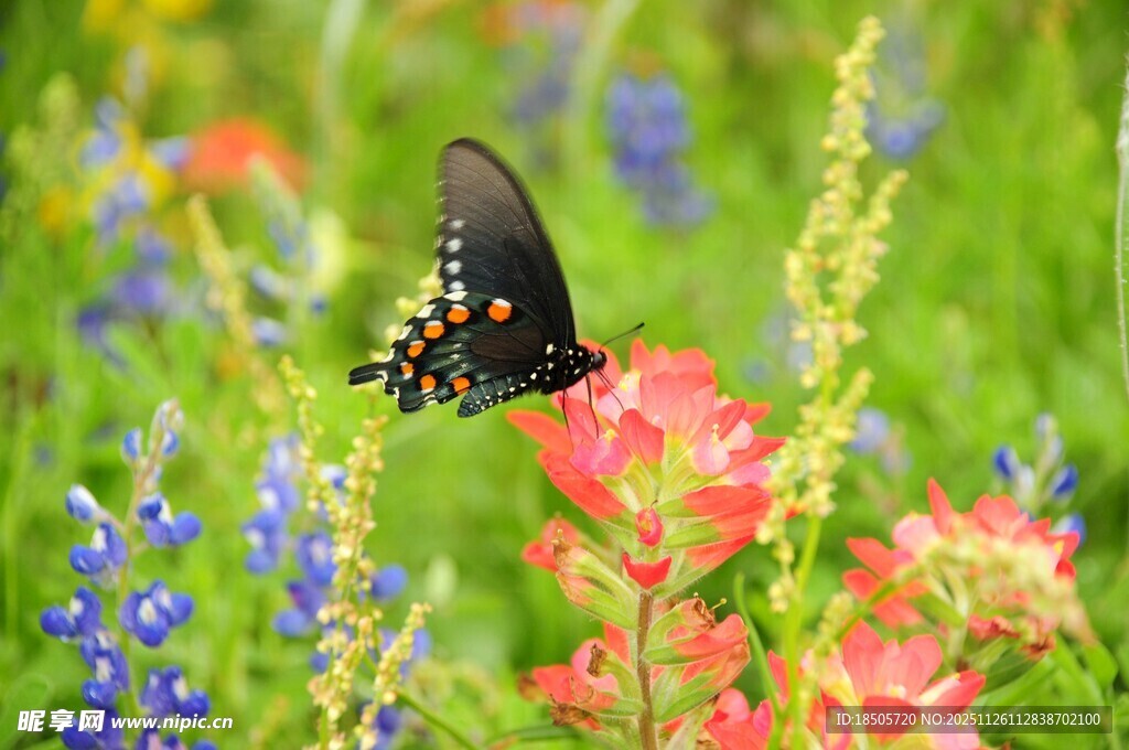 彩蝶飞舞于绚烂花丛中
