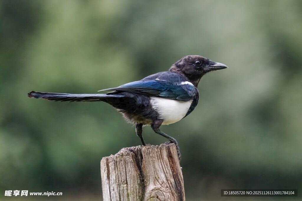 站在木桩上的美丽小鸟