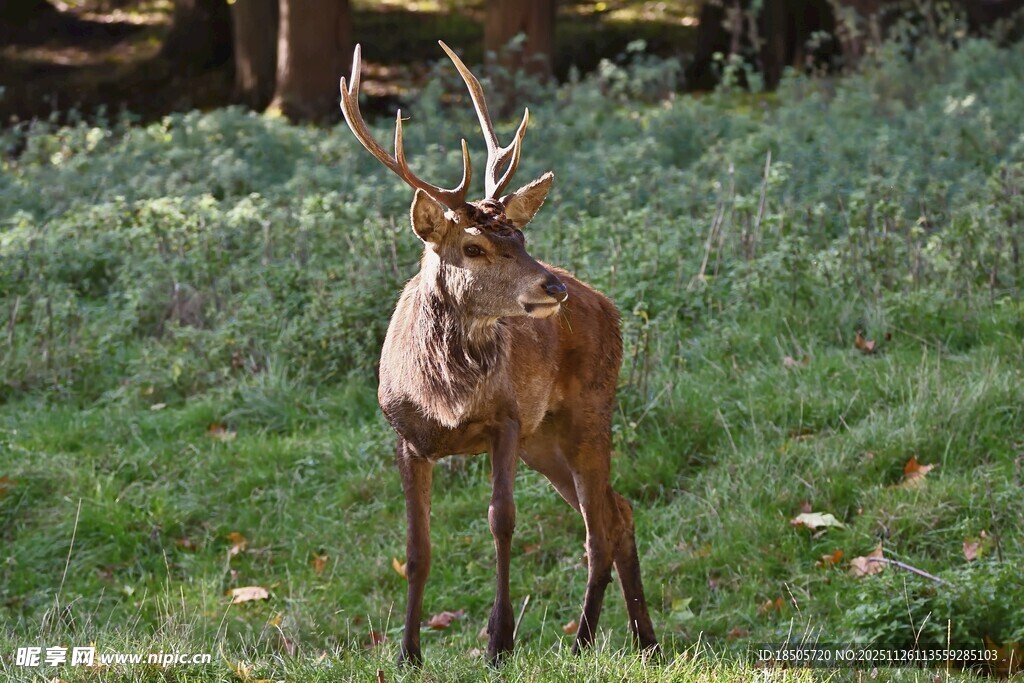 草地上的雄鹿