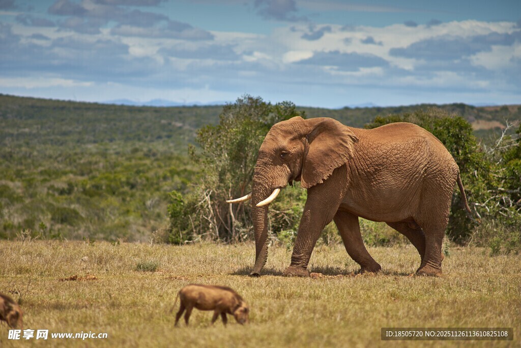草原上的大象与小型动物