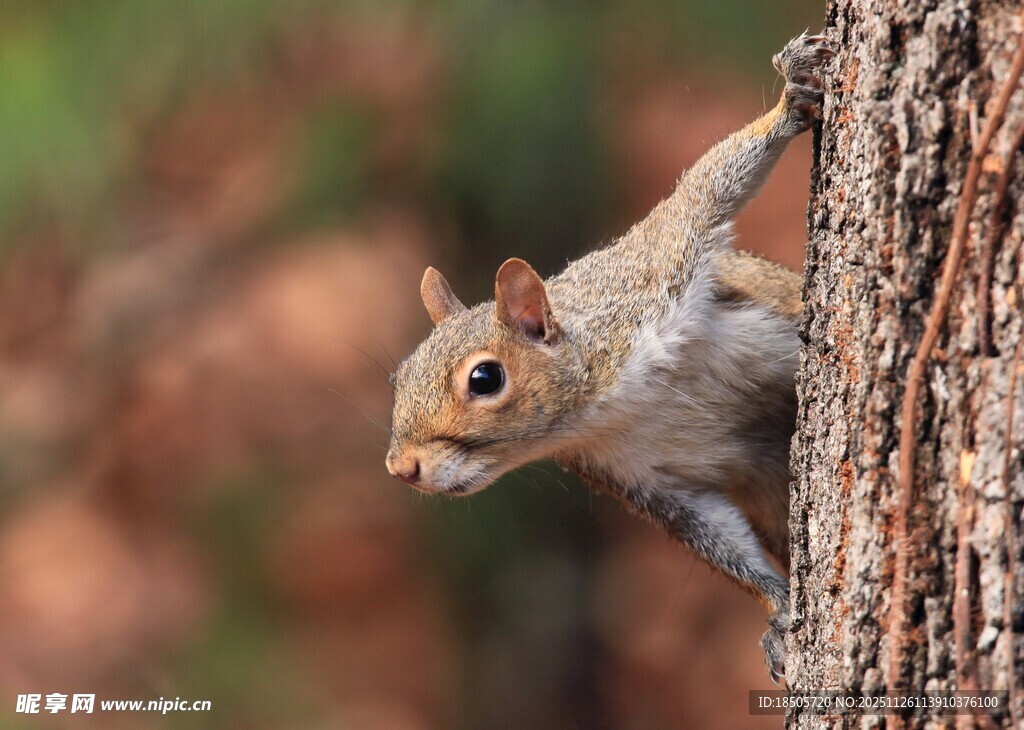 松鼠攀树瞬间