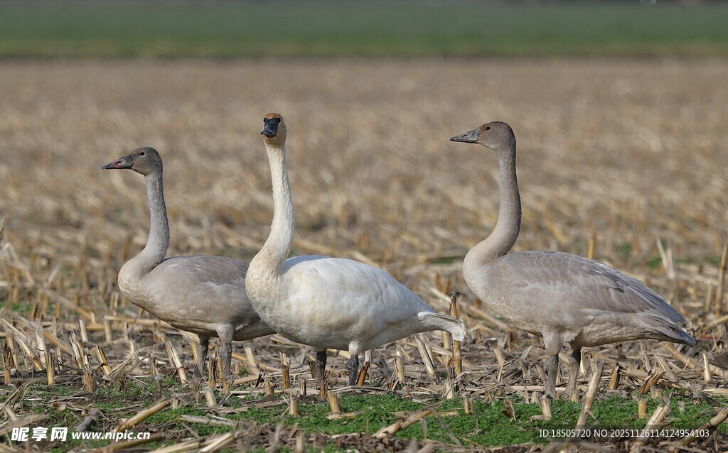 田野中的几只灰鹅