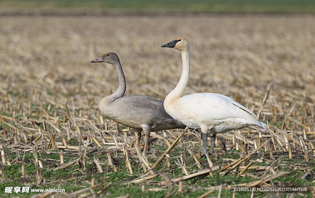 田野中的两只优雅天鹅