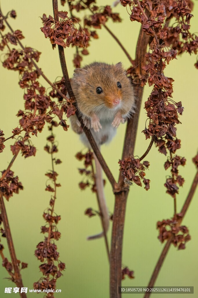 枝头小鼠躲于花枝间
