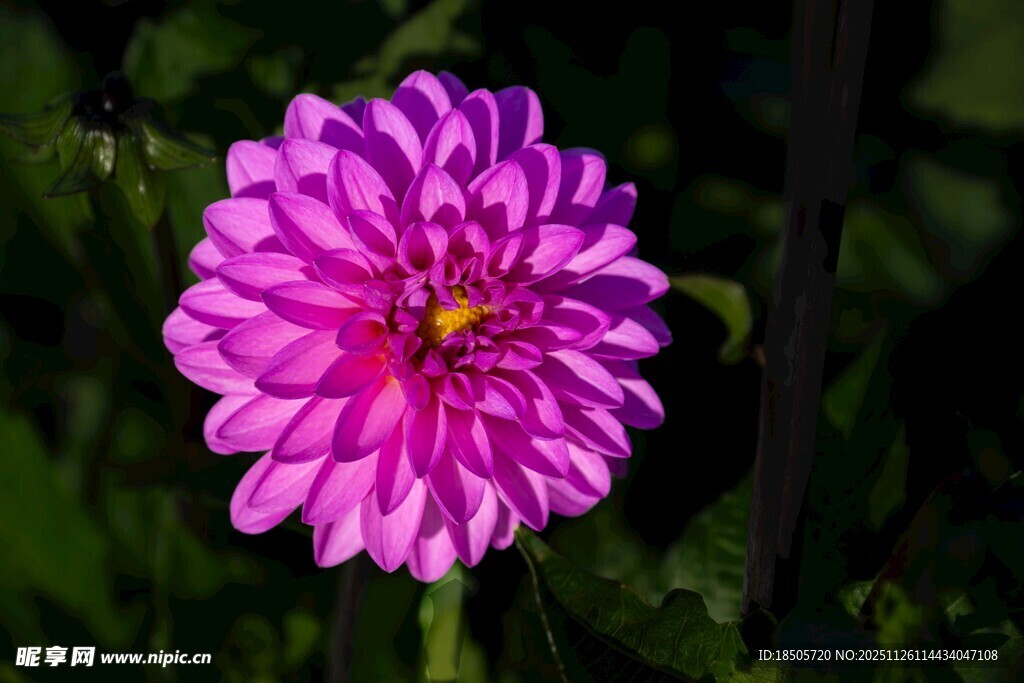 娇艳粉色大丽花特写