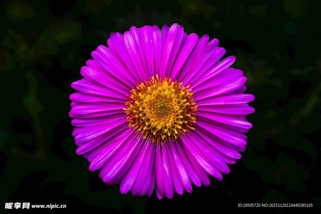 艳丽紫色花朵特写