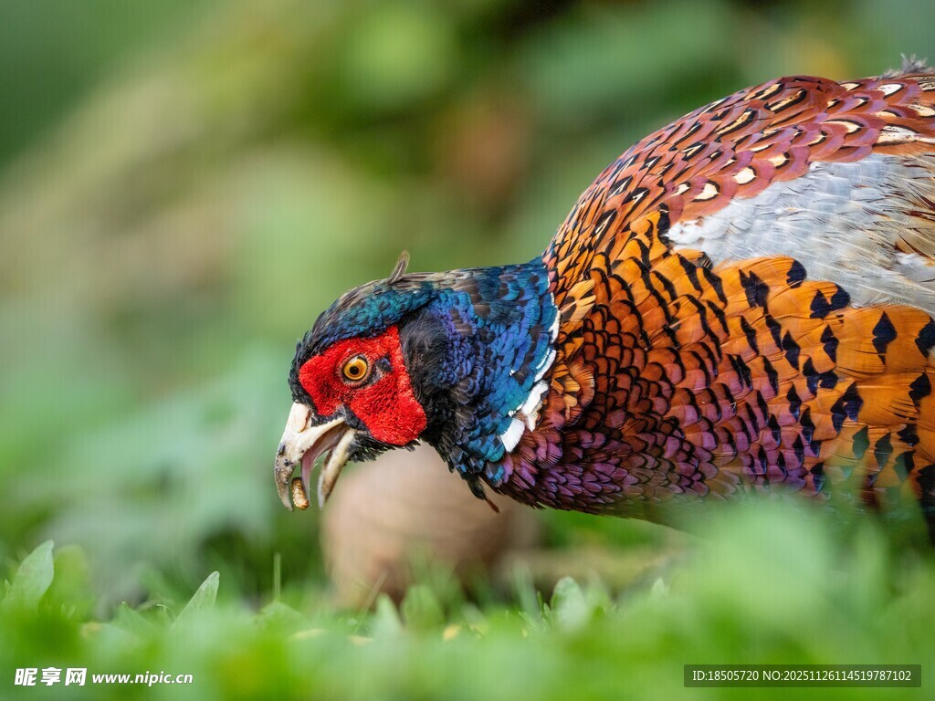 五彩野鸡低头守护鸟蛋