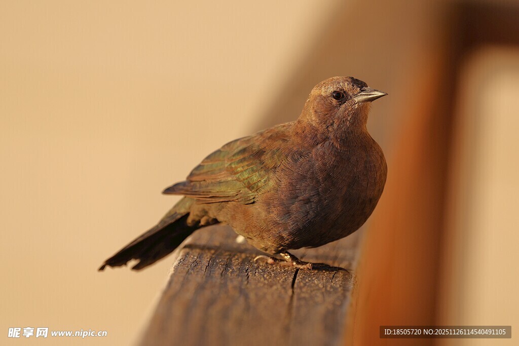 栖息于木上的美丽鸟儿