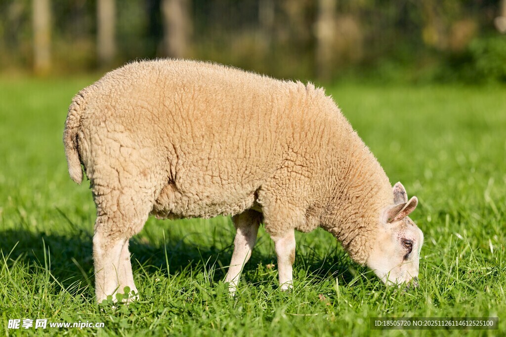 草地上吃草的绵羊
