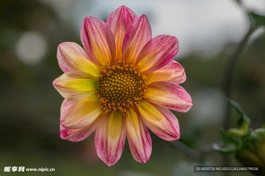 多彩大丽花绽放瞬间