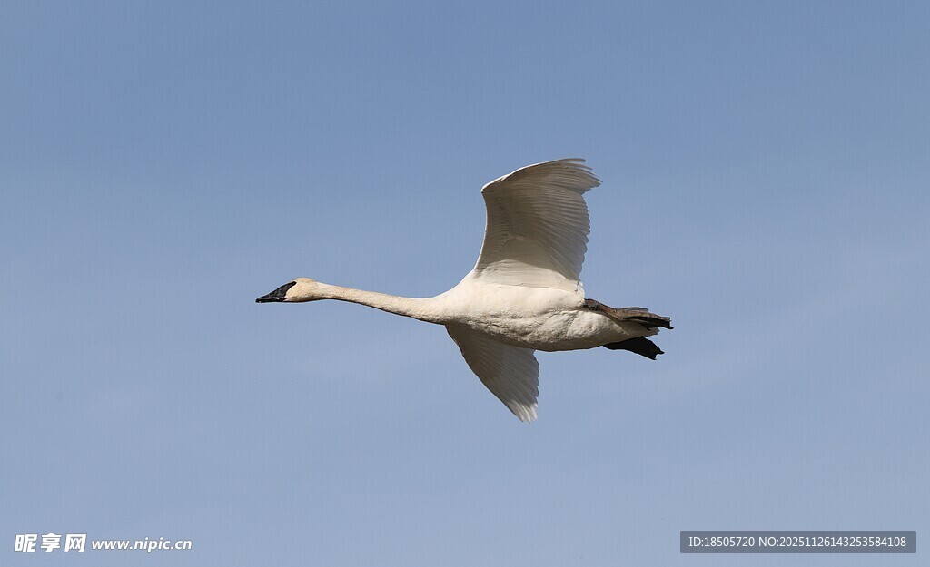 蓝天中飞翔的优雅天鹅