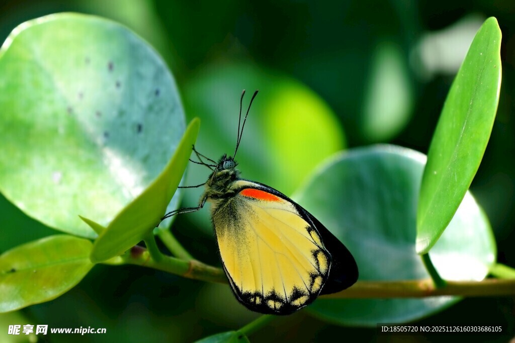 绿叶上的黄色蝴蝶