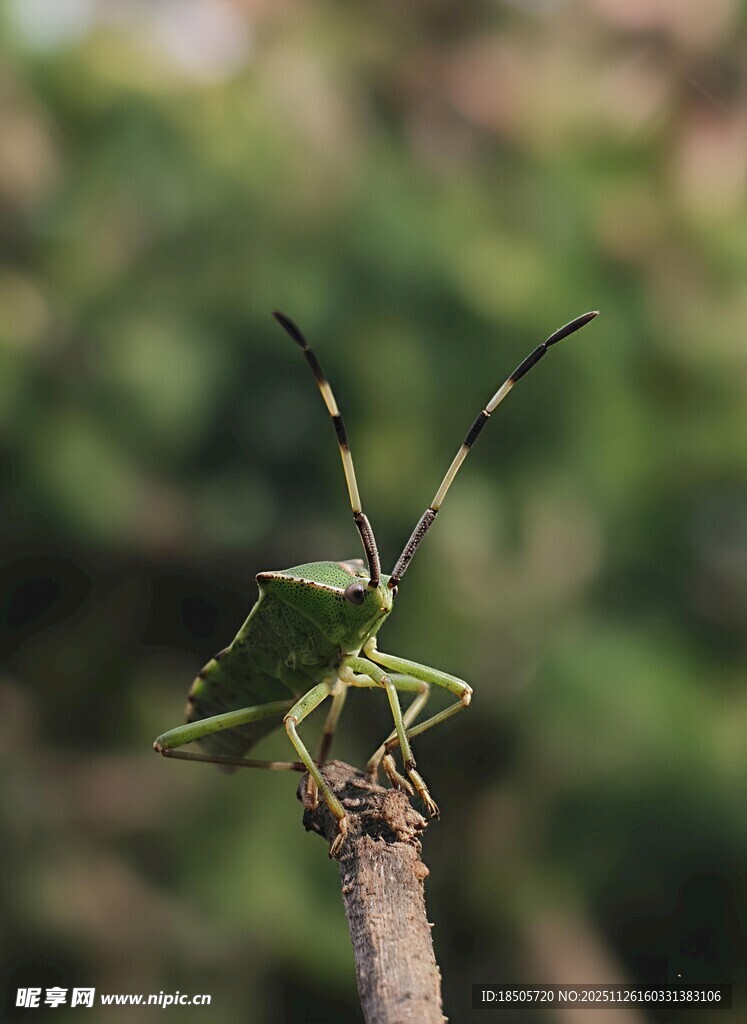 树枝上的绿色螽斯
