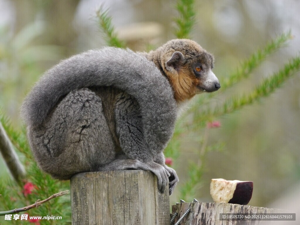 狐猴蹲坐木桩上
