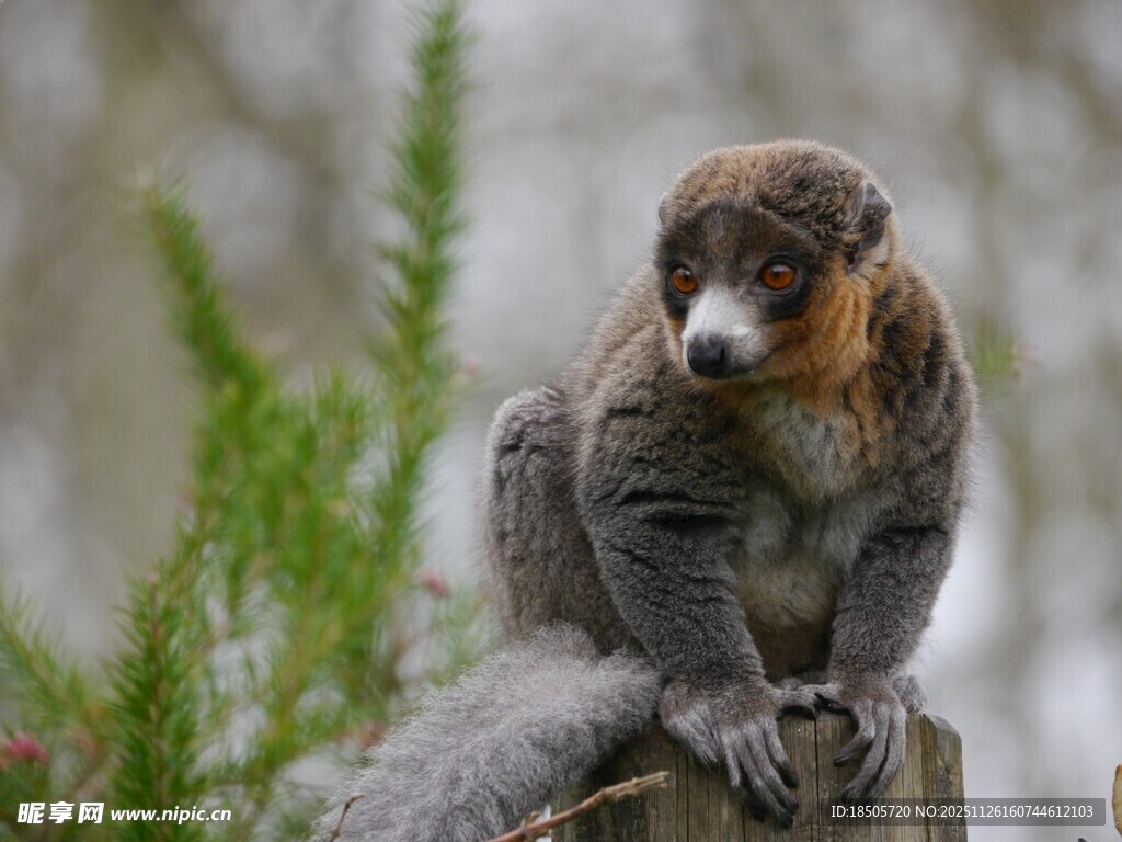 狐猴坐于石上眺望远方
