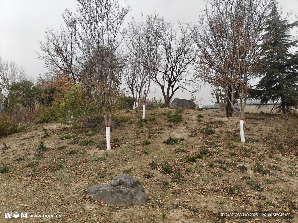 山坡上的树木与标识物