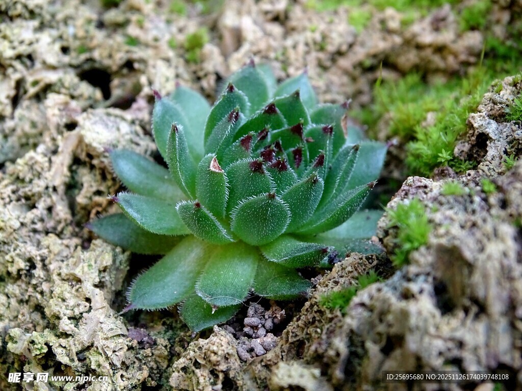 石缝中的翠绿多肉植物