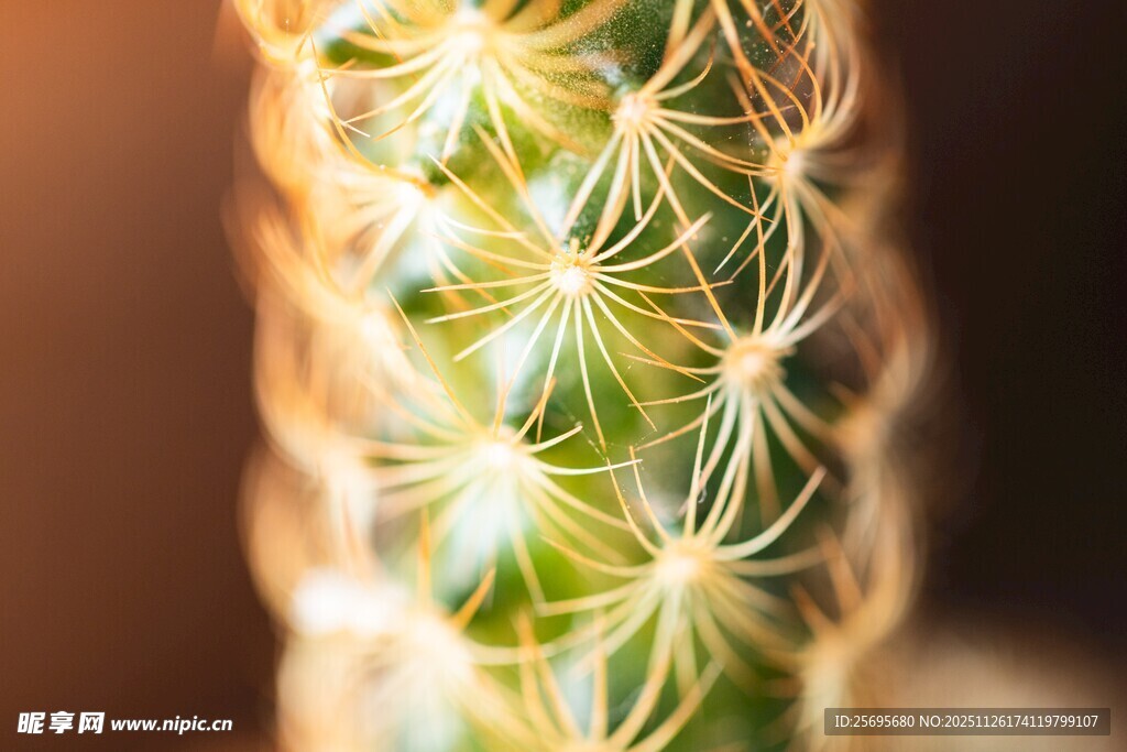 翠绿仙人掌的细腻刺状结构