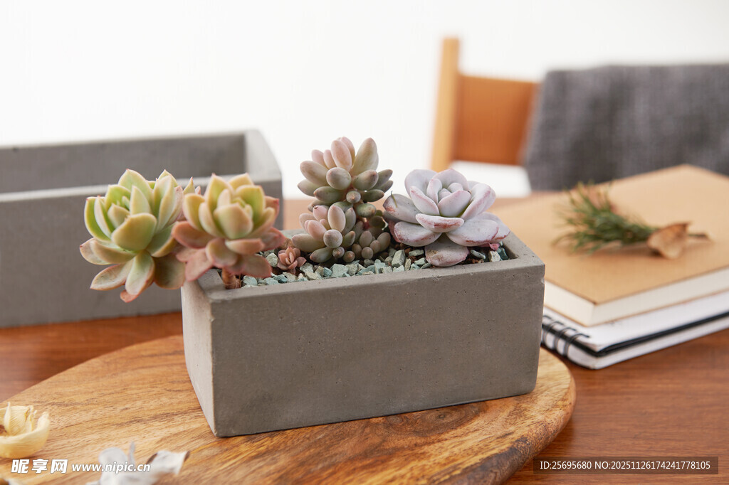 桌上精致多肉盆栽摆件