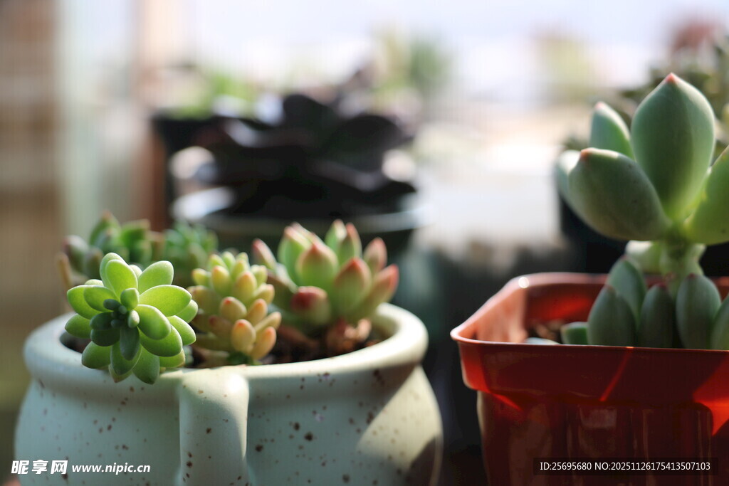 可爱多肉盆栽展示