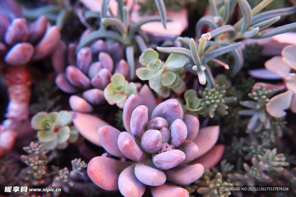 多彩多肉植物特写