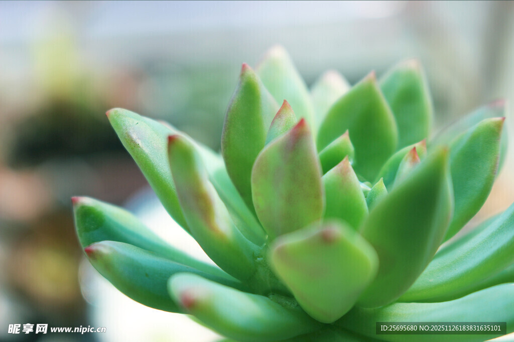 翠绿多肉植物特写