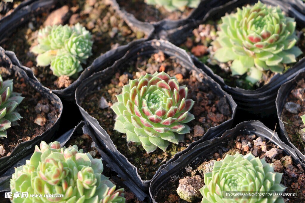 可爱多肉盆栽展示