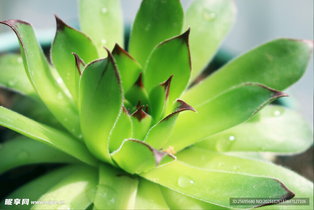 翠绿多肉植物特写