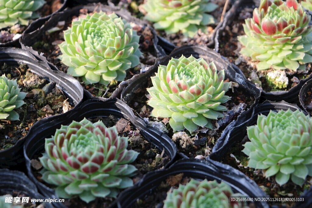 多肉植物盆栽整齐排列