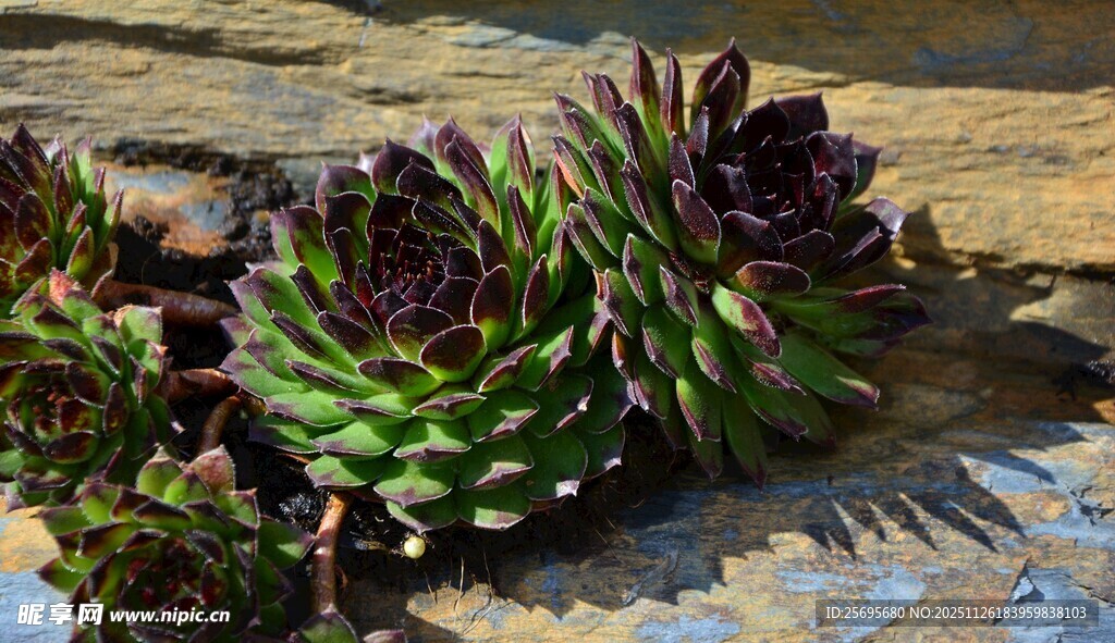 多肉植物特写