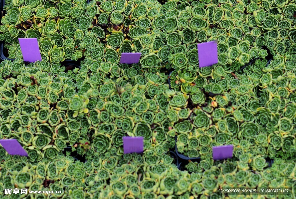 绿叶丛中的紫色花朵