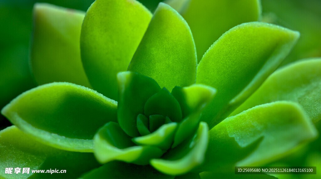 翠绿多肉植物特写